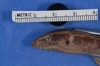 Media type: image;   Herpetology R-33533